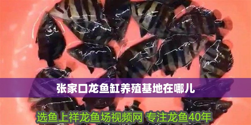 張家口龍魚缸養殖基地在哪兒