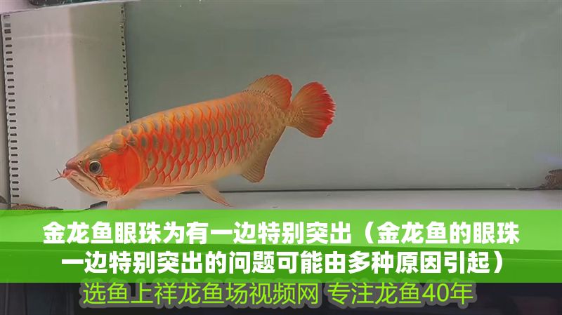金龍魚眼珠為有一邊特別突出（金龍魚的眼珠一邊特別突出的問題可能由多種原因引起）