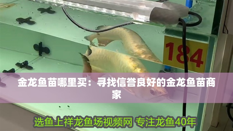 金龍魚苗哪里買：尋找信譽良好的金龍魚苗商家