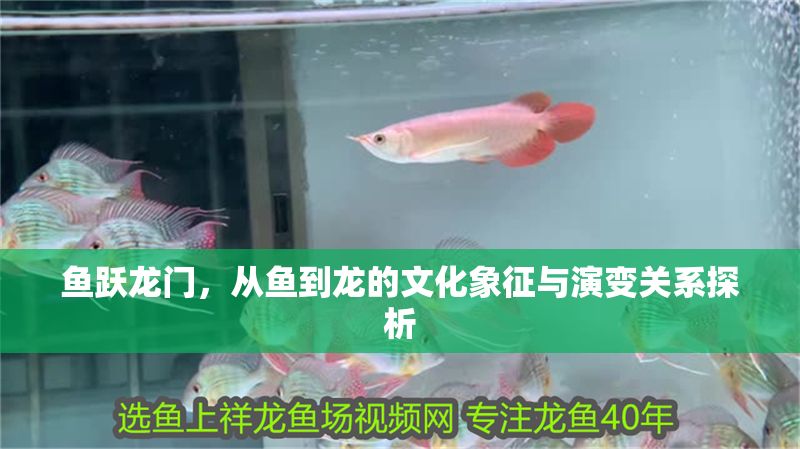 魚躍龍門，從魚到龍的文化象征與演變關系探析