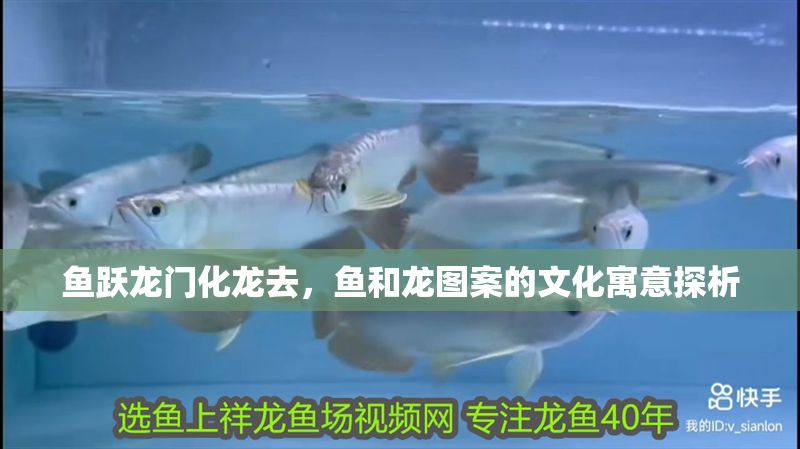 魚躍龍門化龍去，魚和龍圖案的文化寓意探析 魚躍龍門化龍去，魚和龍圖案的文化寓意探析 龍魚百科 第1張