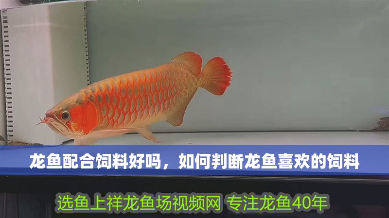 龍魚配合飼料好嗎，如何判斷龍魚喜歡的飼料
