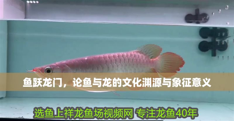 魚(yú)躍龍門(mén)，論魚(yú)與龍的文化淵源與象征意義