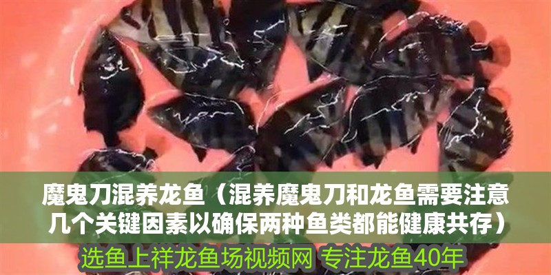魔鬼刀混養龍魚（混養魔鬼刀和龍魚需要注意幾個關鍵因素以確保兩種魚類都能健康共存）