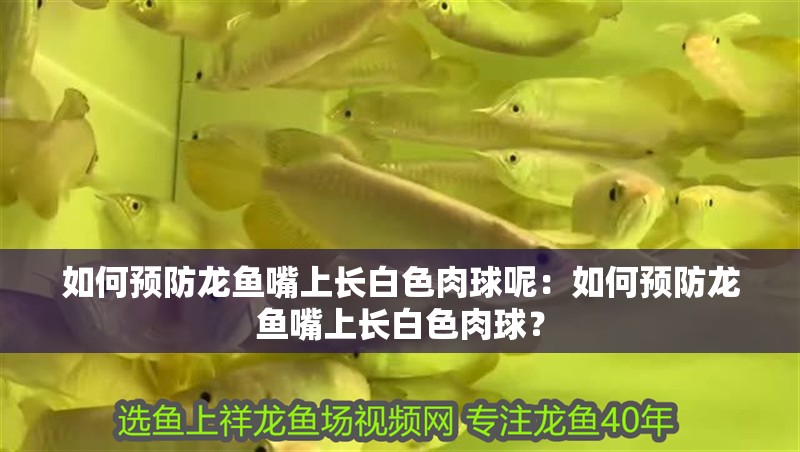 如何預防龍魚嘴上長白色肉球呢：如何預防龍魚嘴上長白色肉球？