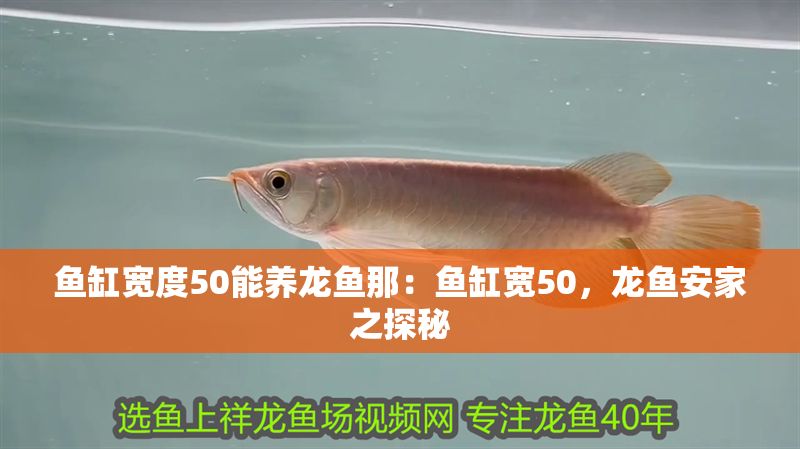 魚(yú)缸寬度50能養(yǎng)龍魚(yú)那:魚(yú)缸寬50,龍魚(yú)安家之探秘 龍魚(yú)百科 第1張 魚(yú)缸寬度50能養(yǎng)龍魚(yú)那:魚(yú)缸寬50,龍魚(yú)安家之探秘 魚(yú)缸寬度50能養(yǎng)龍魚(yú)那:魚(yú)缸寬50,龍魚(yú)安家之探秘 龍魚(yú)百科 第1張