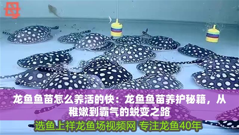 龍魚魚苗怎么養(yǎng)活的快：龍魚魚苗養(yǎng)護(hù)秘籍，從稚嫩到霸氣的蛻變之路