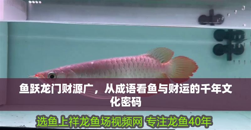 魚躍龍門財源廣，從成語看魚與財運(yùn)的千年文化密碼