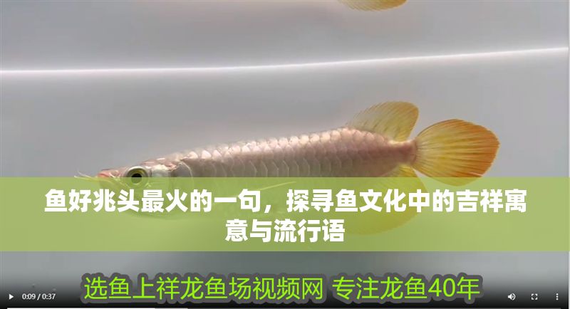 魚好兆頭最火的一句，探尋魚文化中的吉祥寓意與流行語