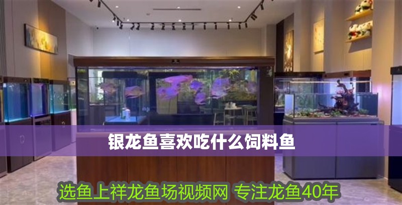 銀龍魚喜歡吃什么飼料魚