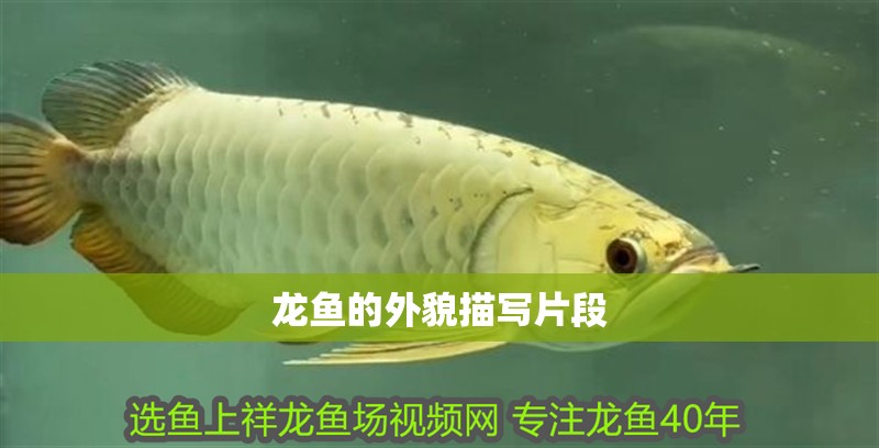 龍魚的外貌描寫片段