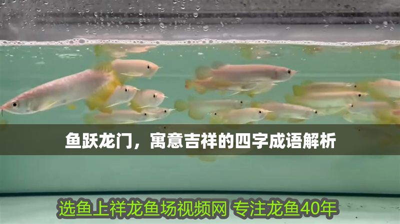 魚躍龍門，寓意吉祥的四字成語解析