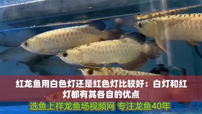紅龍魚用白色燈還是紅色燈比較好：白燈和紅燈都有其各自的優點 紅龍魚用白色燈還是紅色燈比較好：白燈和紅燈都有其各自的優點 龍魚百科 第1張