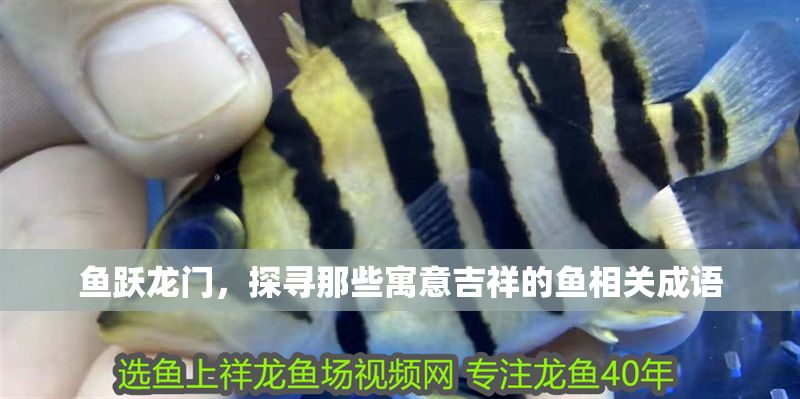 魚躍龍門，探尋那些寓意吉祥的魚相關成語