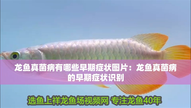 龍魚真菌病有哪些早期癥狀圖片：龍魚真菌病的早期癥狀識別