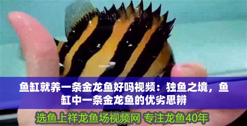 魚缸就養一條金龍魚好嗎視頻：獨魚之境，魚缸中一條金龍魚的優劣思辨