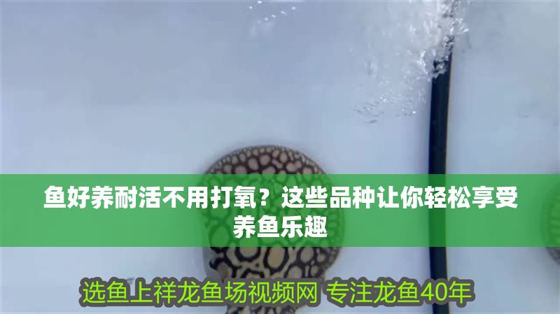 魚好養耐活不用打氧？這些品種讓你輕松享受養魚樂趣