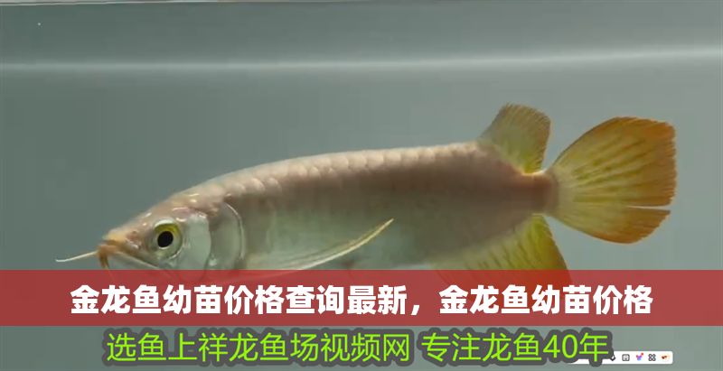 金龍魚幼苗價格查詢最新，金龍魚幼苗價格
