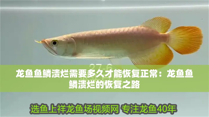龍魚魚鱗潰爛需要多久才能恢復(fù)正常：龍魚魚鱗潰爛的恢復(fù)之路