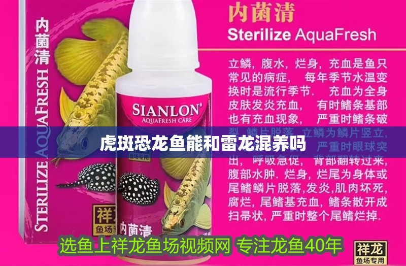 虎斑恐龍魚能和雷龍混養嗎