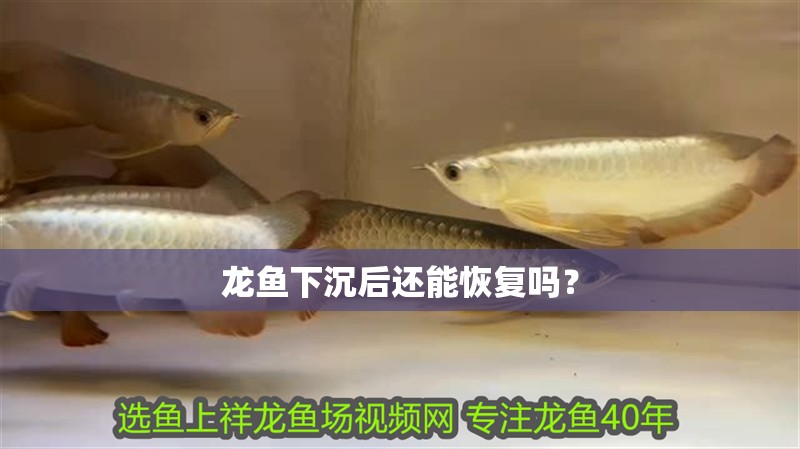 龍魚和金魚哪個好養：龍魚和金魚哪個更好養