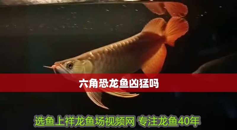六角恐龍魚兇猛嗎