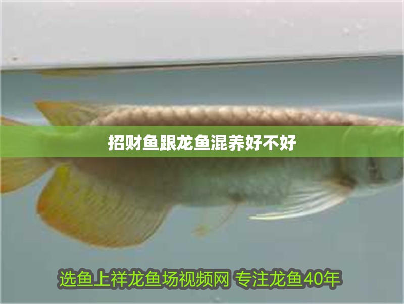招財魚跟龍魚混養(yǎng)好不好