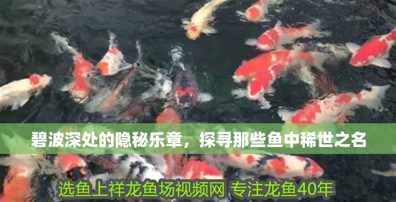 碧波深處的隱秘樂章，探尋那些魚中稀世之名