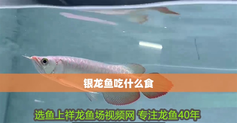 銀龍魚吃什么食
