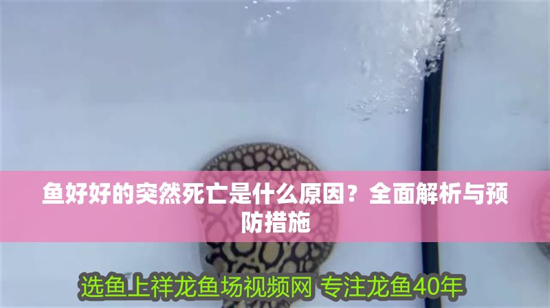 魚好好的突然死亡是什么原因？全面解析與預防措施