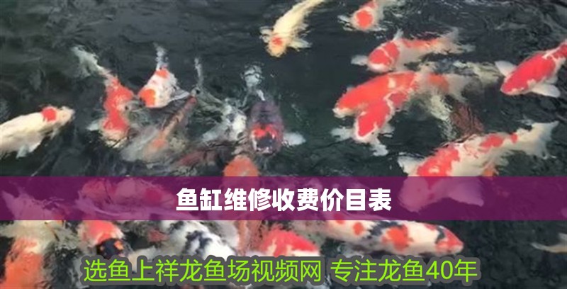 龍魚混養泰國鯽 貼吧，泰國鯽魚與龍魚混養的成功案例