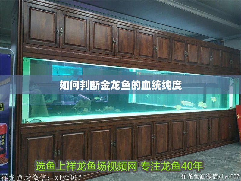 如何判斷金龍魚(yú)的血統(tǒng)純度
