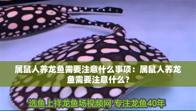 屬鼠人養龍魚需要注意什么事項：屬鼠人養龍魚需要注意什么？