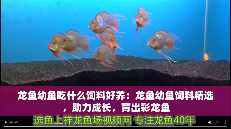 龍魚幼魚吃什么飼料好養：龍魚幼魚飼料精選，助力成長，育出彩龍魚