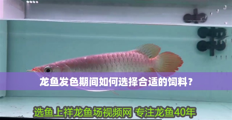 龍魚發(fā)色期間如何選擇合適的飼料？
