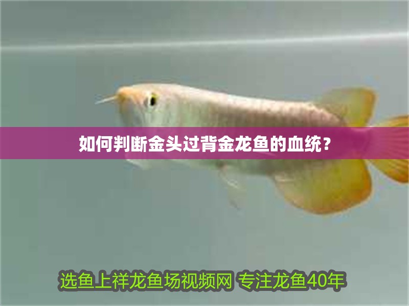 如何判斷金頭過背金龍魚的血統？