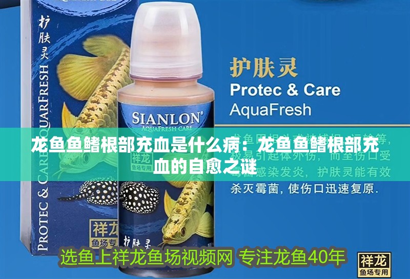 龍魚魚鰭根部充血是什么?。糊堲~魚鰭根部充血的自愈之謎