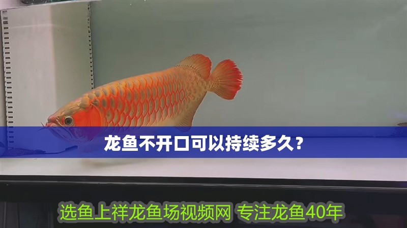 龍魚不開口可以持續多久？