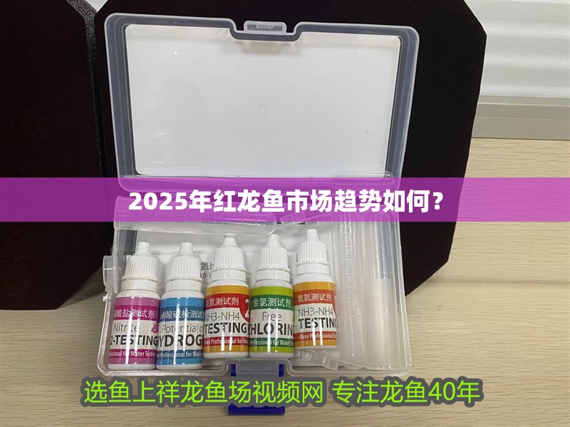 2025年紅龍魚市場趨勢如何？