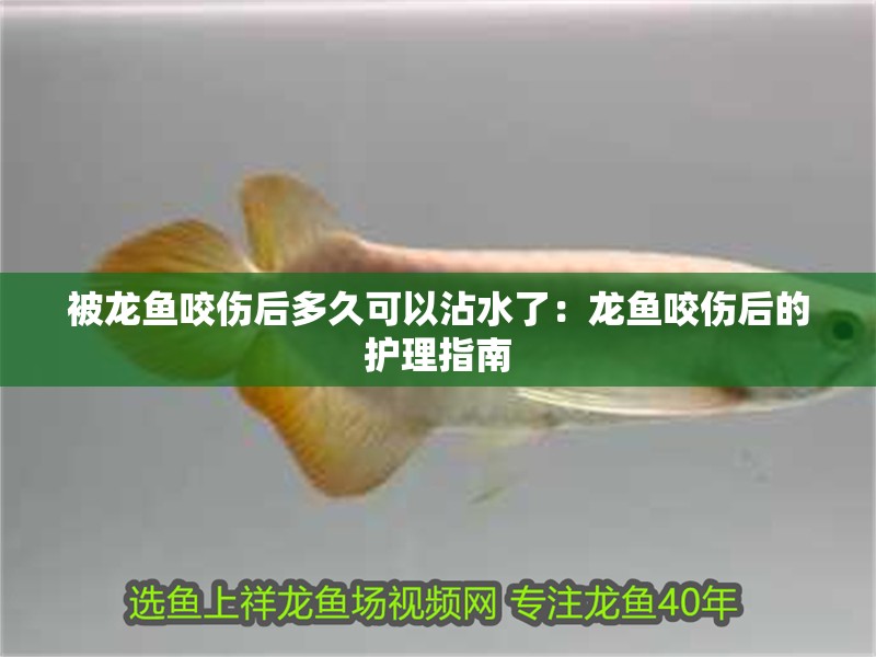 被龍魚咬傷后多久可以沾水了：龍魚咬傷后的護理指南