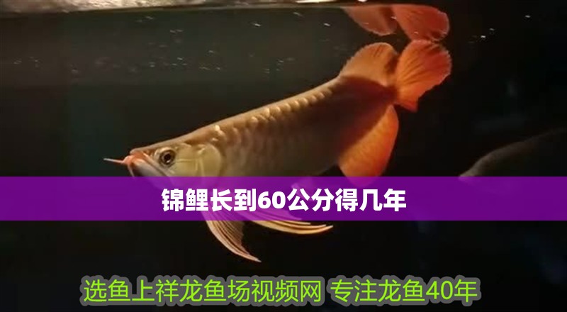 錦鯉長到60公分得幾年