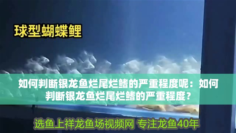 如何判斷銀龍魚爛尾爛鰭的嚴重程度呢：如何判斷銀龍魚爛尾爛鰭的嚴重程度？