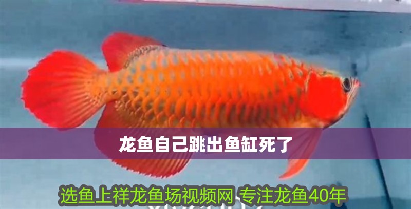 龍魚(yú)自己跳出魚(yú)缸死了
