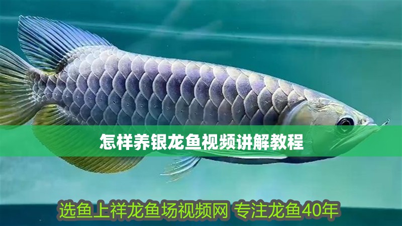 怎樣養(yǎng)銀龍魚視頻講解教程