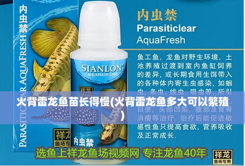 火背雷龍魚苗長得慢(火背雷龍魚多大可以繁殖)