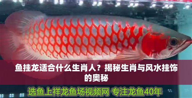 魚掛龍適合什么生肖人？揭秘生肖與風水掛飾的奧秘