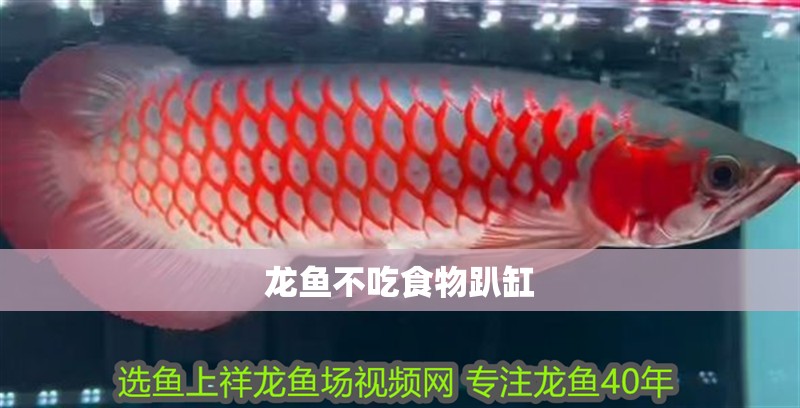 龍魚不吃食物趴缸