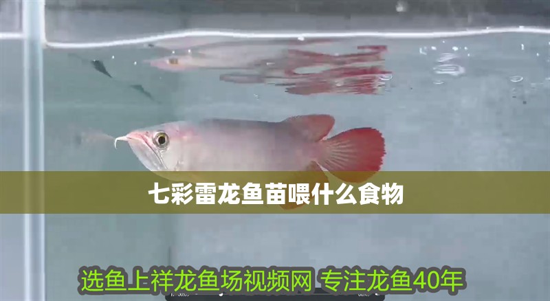 七彩雷龍魚苗喂什么食物