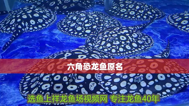 六角恐龍魚原名