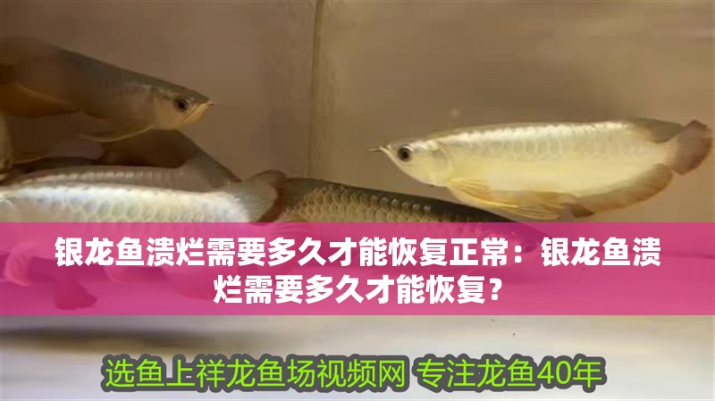 銀龍魚潰爛需要多久才能恢復(fù)正常：銀龍魚潰爛需要多久才能恢復(fù)？